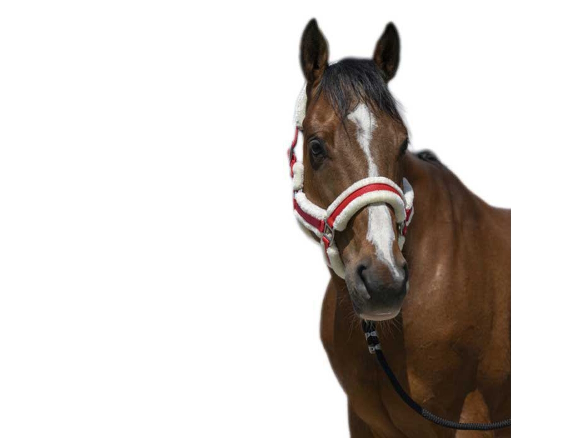 Cabeçada Cosy Vermelho Fullnorton Equestrian