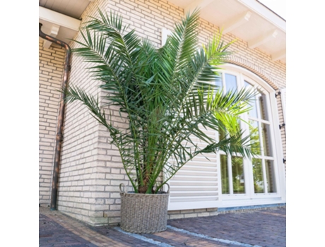 Palm Phoenix Canariensis Datos 1 pieza 220 cm