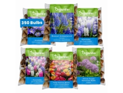 Caja sorpresa de bulbos de flores Organizador de bulbos XXL de primavera