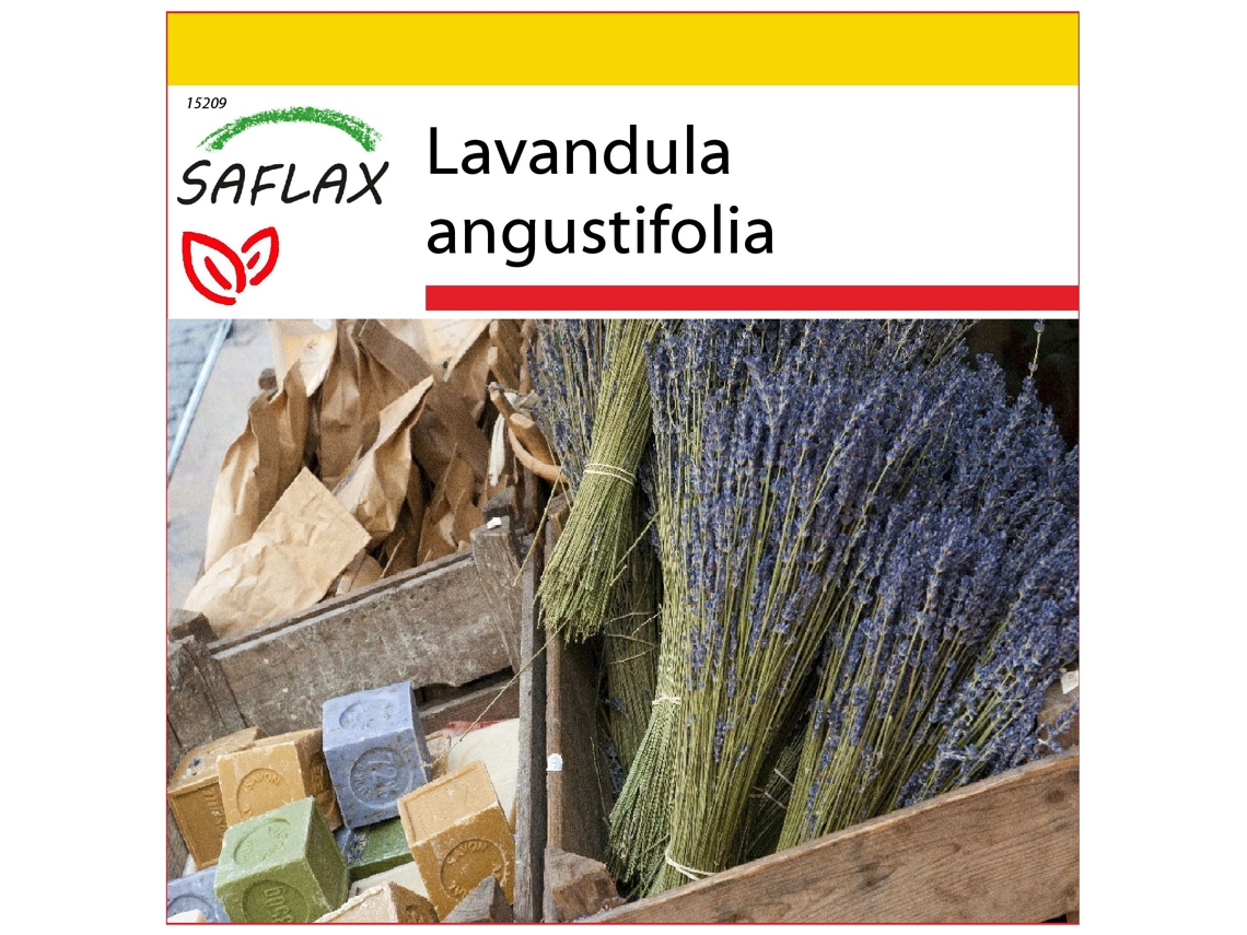 SAFLAX Conjunto de cultivo Lavanda 150 semillas Con mini invernadero, sustrato de cultivo y 2 macetas Lavandula angustifolia