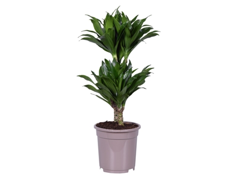 Plantas verdes - PLANT IN A BOX - Dracaena Deremensis Compacta - Set de 1 - Maceta 17cm - Altura 60-70cm