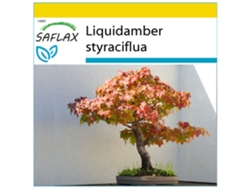 SAFLAX Conjunto de cultivo Árbol del ámbar 100 semillas Con mini invernadero, sustrato de cultivo y 2 macetas Liquidamber styraciflua