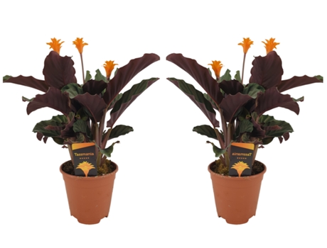 Plantas con flores - PLANT IN A BOX - Calathea crocata Tassmania - Set de 2 - Maceta 14cm - Altura 40-50cm