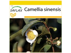 SAFLAX Conjunto de cultivo Árbol del té 6 semillas Con mini invernadero, sustrato de cultivo y 2 macetas Camellia sinensis