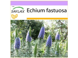 SAFLAX Tajinaste azul 100 semillas Echium fastuosa