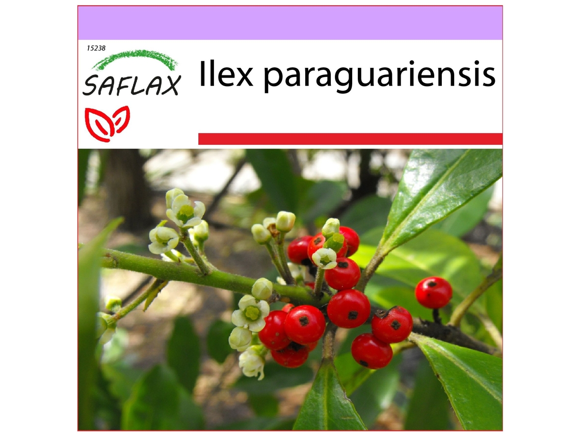 SAFLAX Arbusto del té mate 10 semillas Ilex paraguariensis