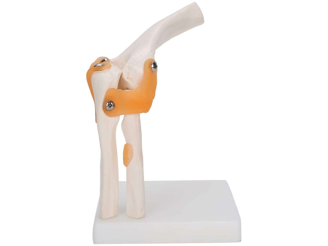 Modelo De Esqueleto De Articulación De Codo De Tamaño Real Para Estudio Y