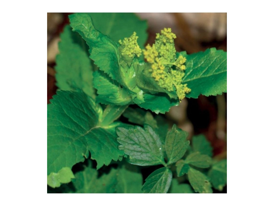 Aceite esencial puro de mirra silvestre 5 ml 148 Lakshmi