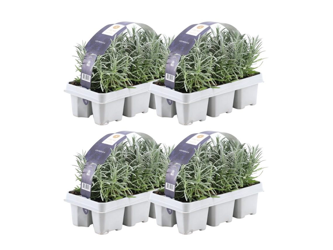 Lavanda azul perfumada 24 Lavanda angustifolia - plantas de lavanda resistentes - lavanda verdadera - plantas de jardín - 24 x Ø7 cm - 15 cm