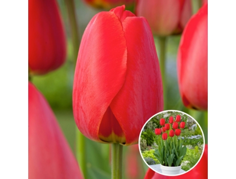 Bulbos de flor - PLANT IN A BOX - Tulipa Red Impression - Set de 40 - Maceta 0cm - Altura 0cm