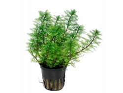 Myriophyllum Mattogrossense