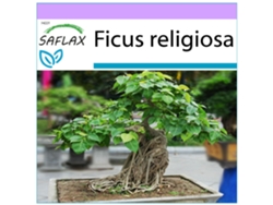 SAFLAX Higuera sagrada 100 semillas Ficus religiosa