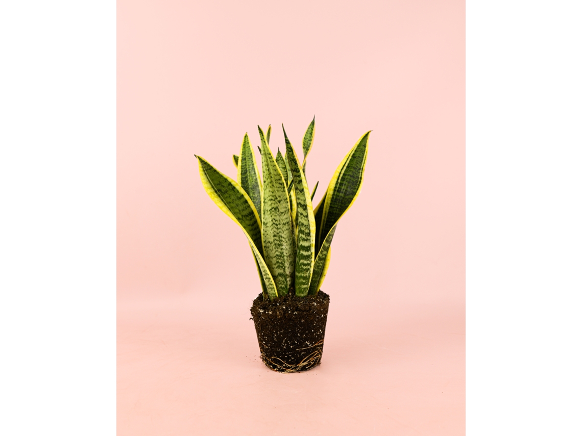 Sansevieria Trifasciata | Planta de interior resistente natural | Planta Pur