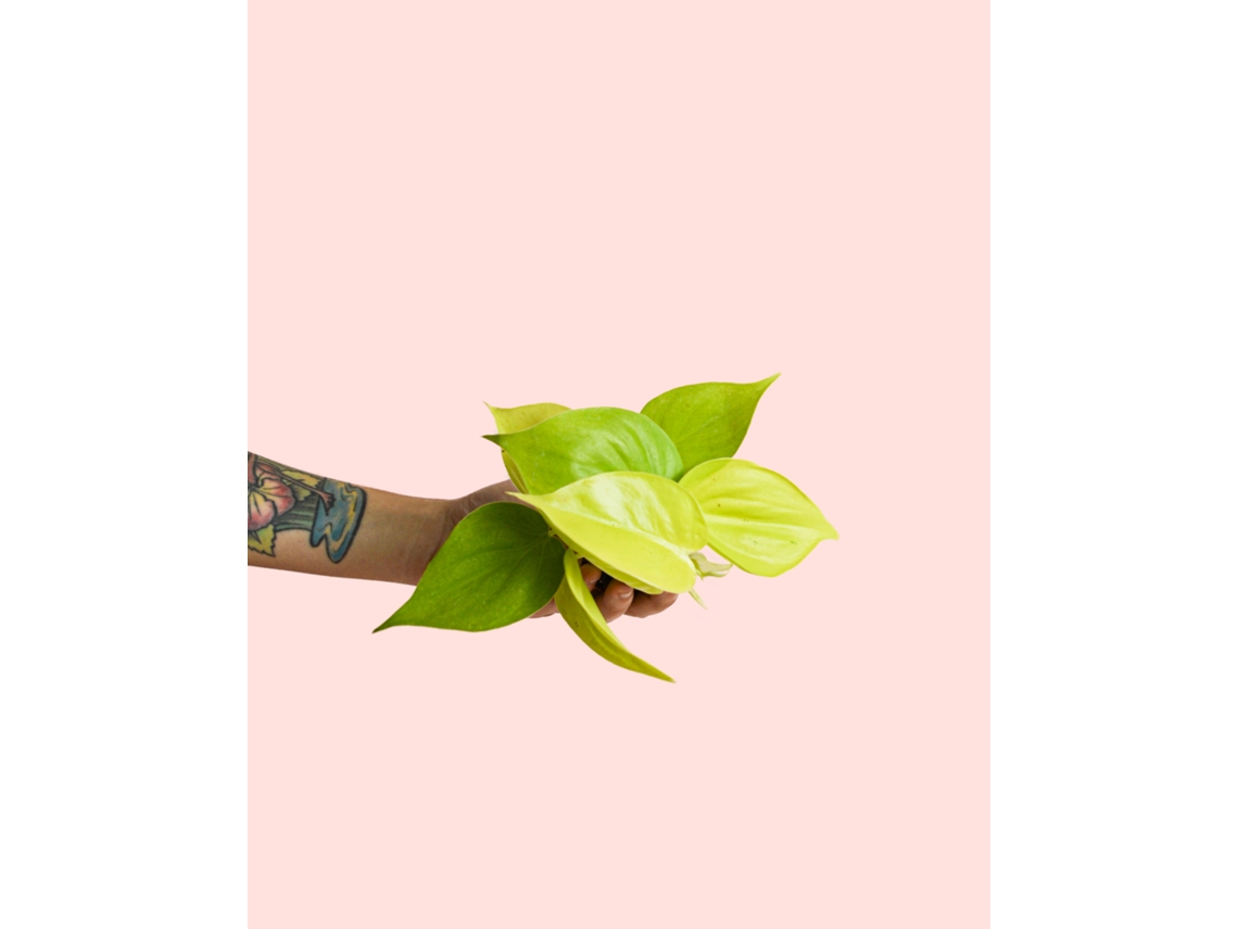 Filodendro Neón | Planta tropical de interior, natural, brillante y resistente | Pur Plant
