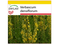SAFLAX Conjunto de cultivo Gordolobo 500 semillas Con mini invernadero, sustrato de cultivo y 2 macetas Verbascum densiflorum