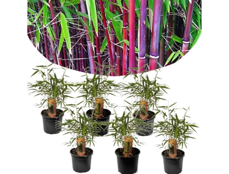 Bambú - PLANT IN A BOX - Fargesia scabrida Asian Wonder - Set de 6 - Maceta 13cm - Altura 25-40cm