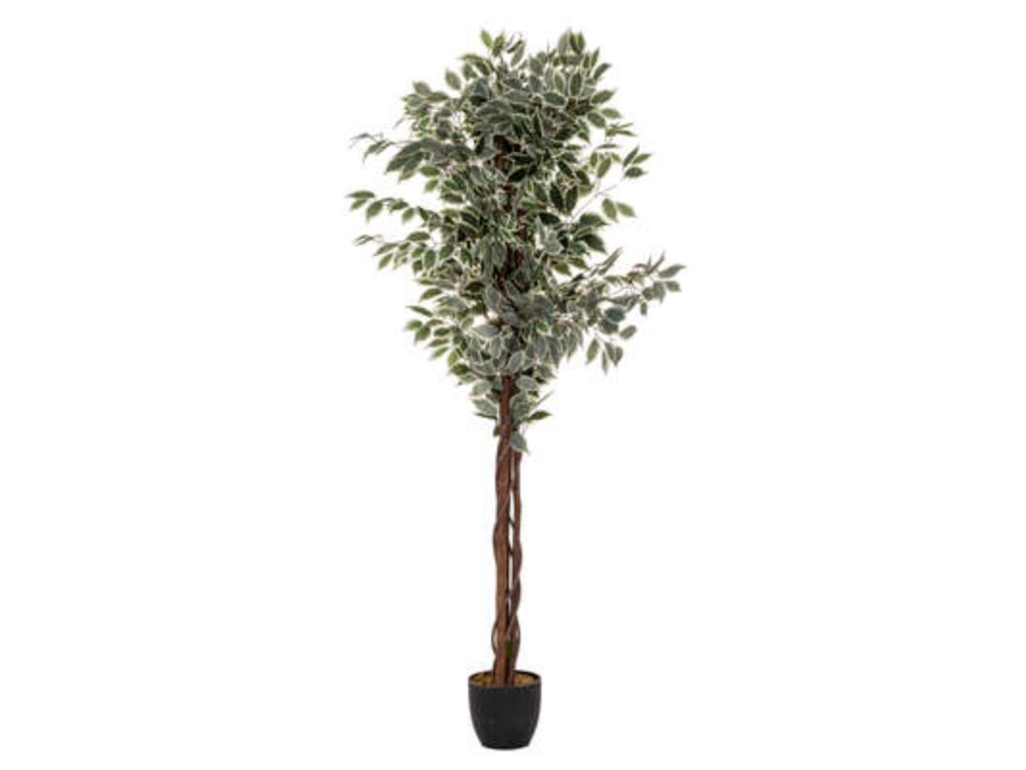 Árbol Ficus Verde Oscuro 180Cm FACTORY CUADROS