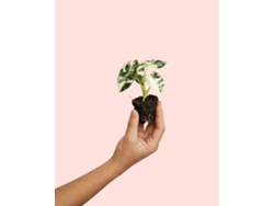 Alocasia Frydek variegada premium natural planta de interior PUR PLANT (sin dimensiones)