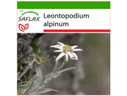 SAFLAX Edelweiss 500 semillas Con sustrato de cultivo libre de gérmenes Leontopodium alpinum