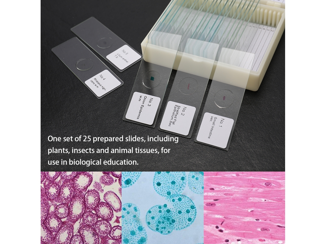 Juego De 25 Portaobjetos Biológicos Preparados Para Microscopio, Para Animales, Plantas, Insectos Y Tejidos: Científicos, Educativos Y Portátiles.