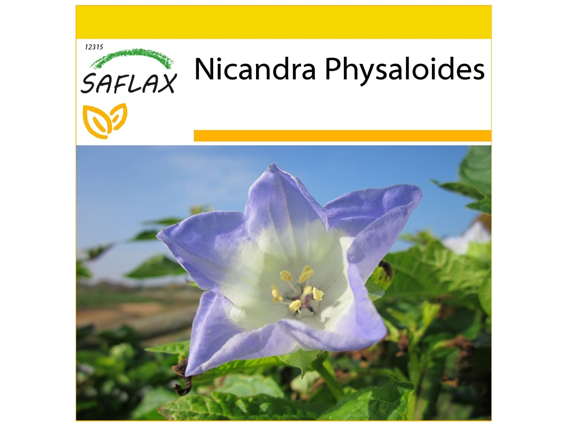 SAFLAX Conjunto de cultivo Belladona del país 100 semillas Con mini invernadero, sustrato de cultivo y 2 macetas Nicandra Physaloides