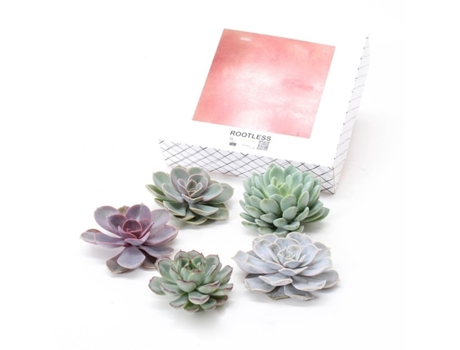Cactus y suculentas - PLANT IN A BOX - Echeveria lilacina - Set de 5 - Maceta 0cm - Altura 7cm
