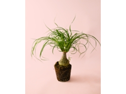 Pata de elefante | Beaucarnea Recurvata | Planta de interior natural y apta para mascotas | Pur Plant