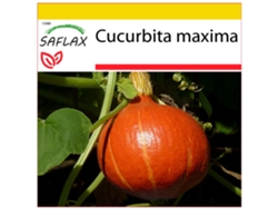 SAFLAX Conjunto de cultivo Calabaza Hokkaido 10 semillas Con mini invernadero, sustrato de cultivo y 2 macetas Cucurbita maxima