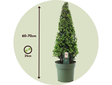 Arbustos - PLANT IN A BOX - Ilex crenata 'Jenny' - Set de 1 - Maceta 21cm - Altura 60-70cm