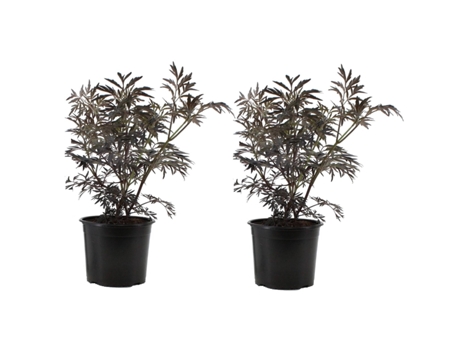 Arbustos - PLANT IN A BOX - Sambucus nigra 'Black Lace' - Set de 2 - Maceta 17cm - Altura 25-40cm