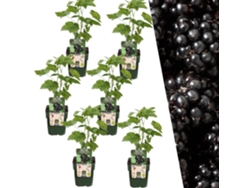 Plantas de Frank | 6 plantas de mora | 100 plantas frutales orgánicas | Moras | Plantas de jardín | Plantas resistentes para el jardín