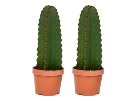 Cactus y suculentas - PLANT IN A BOX - Euphorbia ingens - Set de 2 - Maceta 18cm - Altura 40-50cm