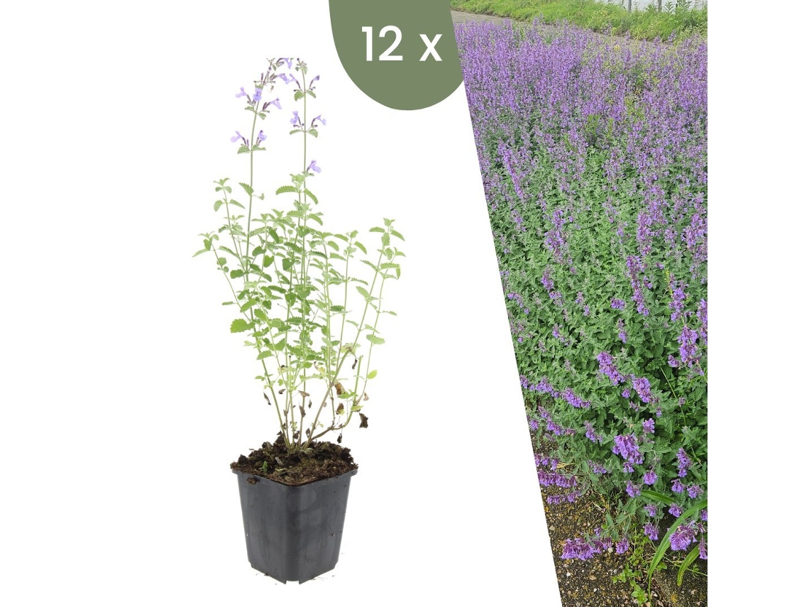 | 12 Plantas De Nepeta | Nepeta Walkers Low | Cobertura Del Suelo Resistente | Perenes Resistentes | Plantas De Jardín Resistentes Plants By Frank
