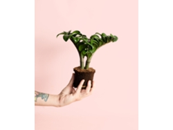 Zamioculca Zenzi Mini 5 Cm – Planta de interior resistente