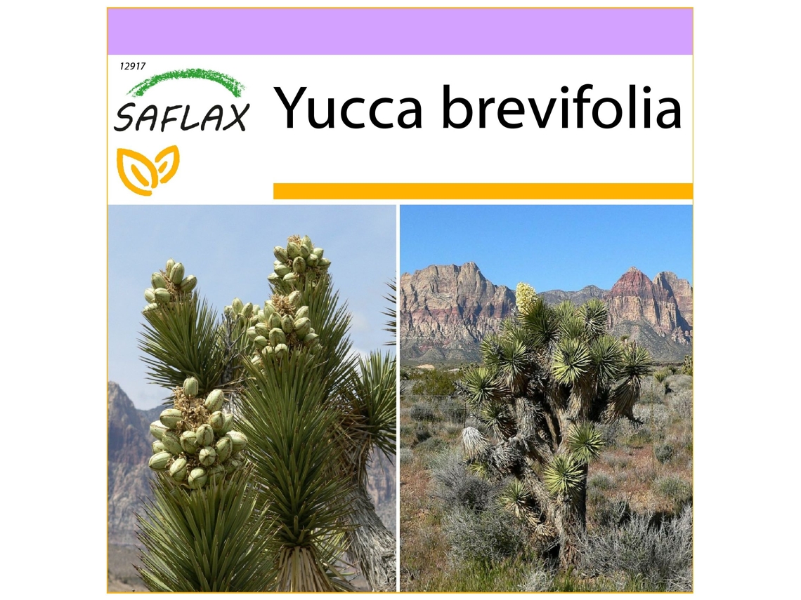 SAFLAX Árbol de Josué 10 semillas Yucca brevifolia