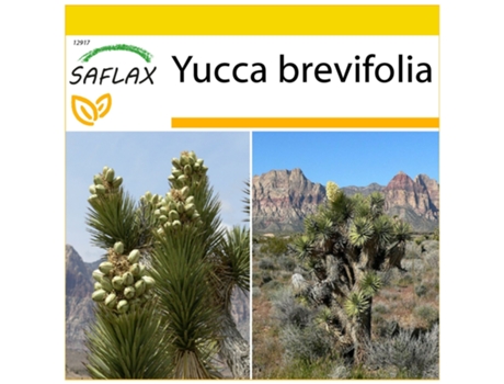 SAFLAX Conjunto de cultivo Árbol de Josué 10 semillas Con mini invernadero, sustrato de cultivo y 2 macetas Yucca brevifolia