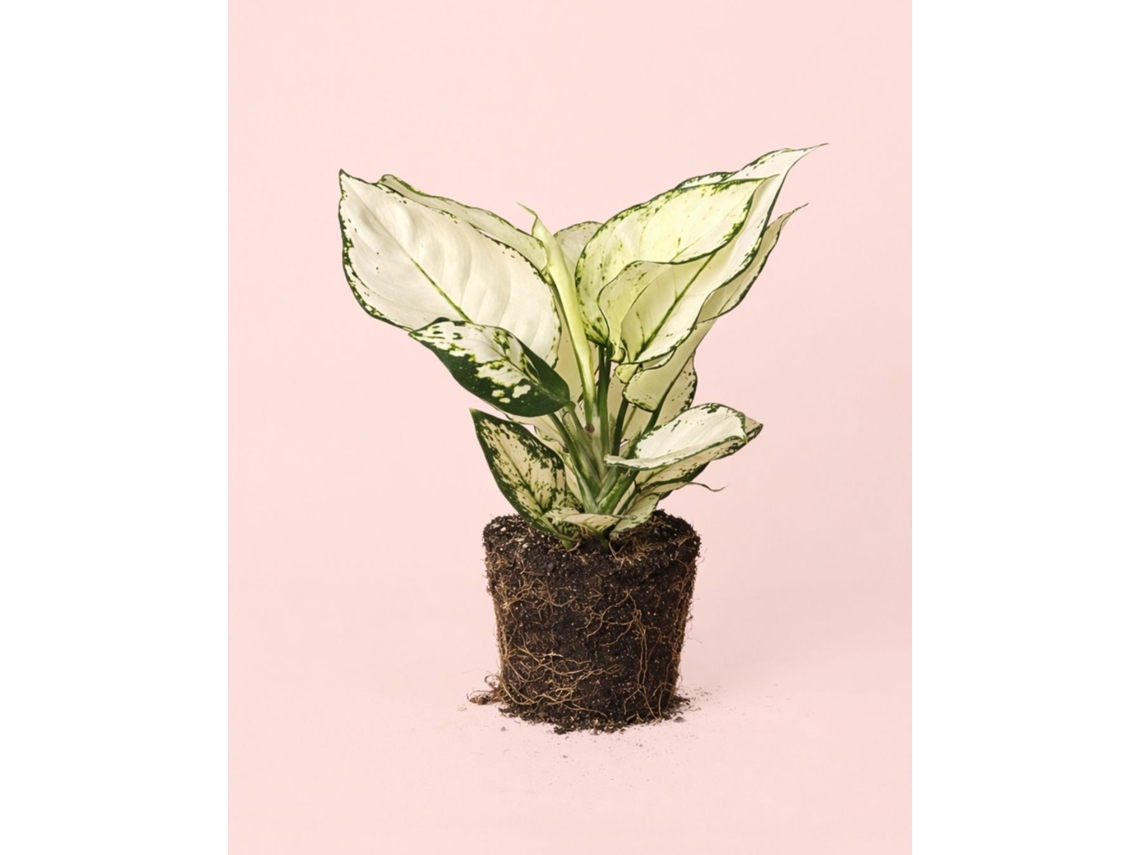 Aglaonema White Joy - Planta natural de interior - PUR PLANT