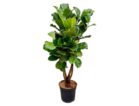 Xl ficus lyrata planta de tabaco 1 pieza 200 cm