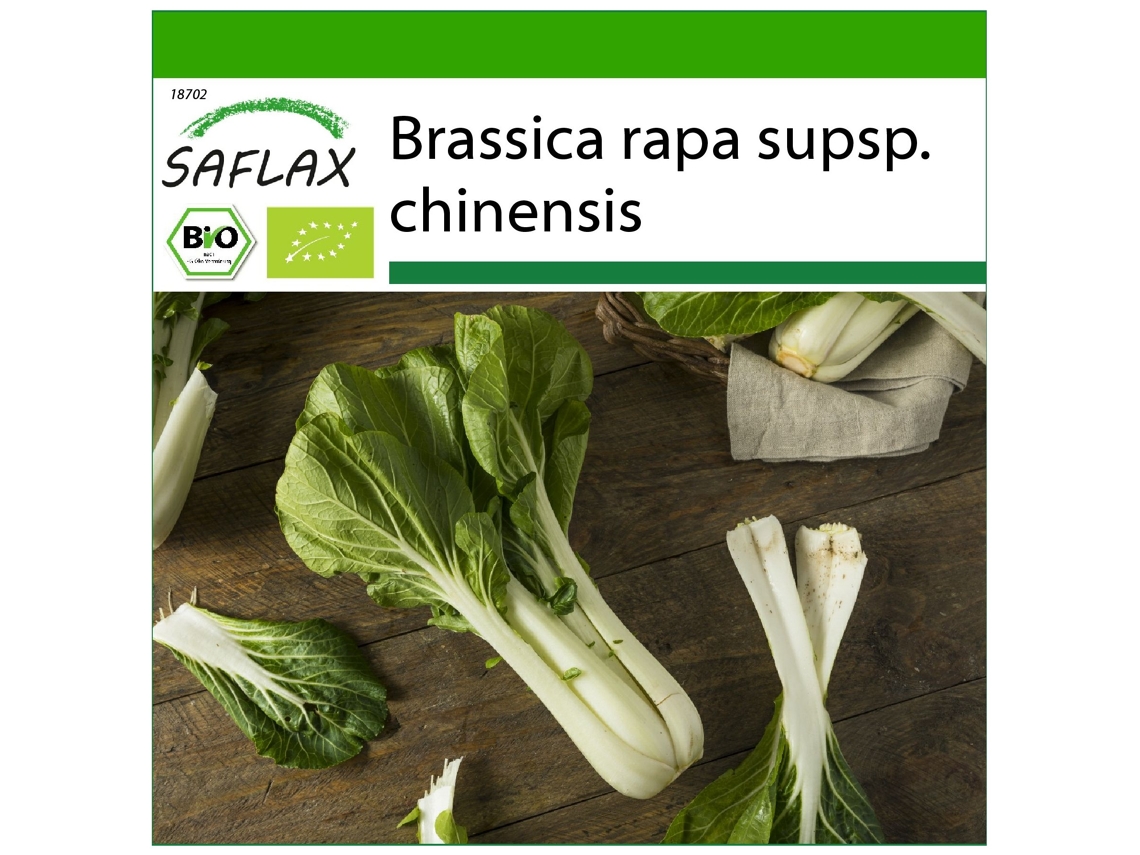 SAFLAX Ecológico Col de mostaza china Pak Choi 300 semillas Con sustrato de cultivo libre de gérmenes Brassica rapa supsp. chinensis
