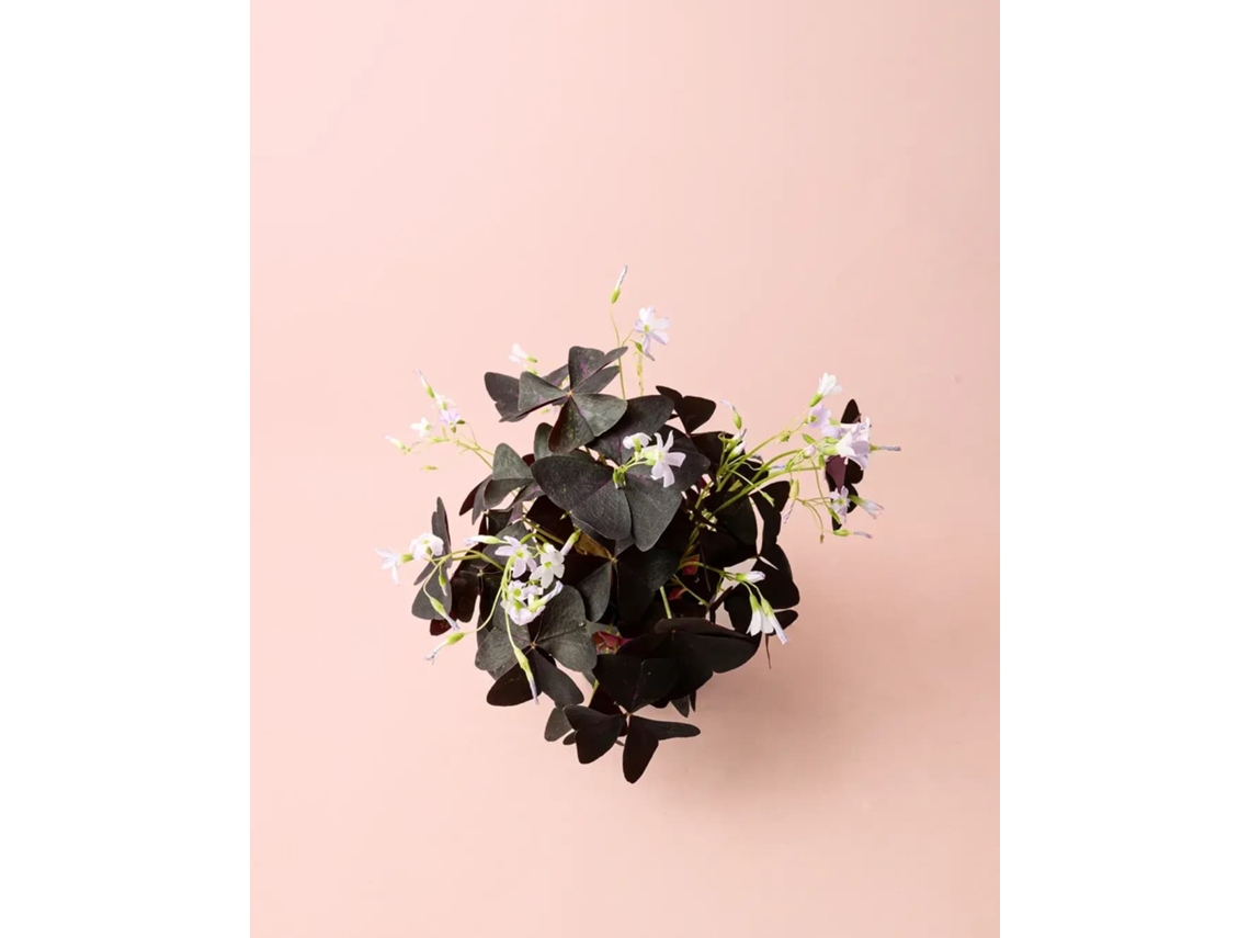 Oxalis Triangularis 12 cm – Planta mariposa