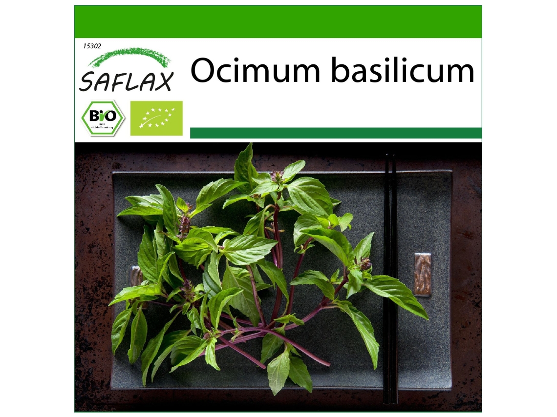 SAFLAX Ecológico Albahaca tailandesa 250 semillas Con sustrato de cultivo libre de gérmenes Ocimum basilicum
