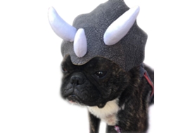 Sombrero De Triceratops Para Mascotas, Lindo Accesorio De Cosplay Con Cuernos, Disfraz Para Mascotas.