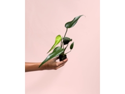 Monstera Burle Marx Mini | Planta natural de interior premium | Pur Plant