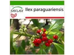 SAFLAX Arbusto del té mate 10 semillas Con sustrato de cultivo libre de gérmenes Ilex paraguariensis