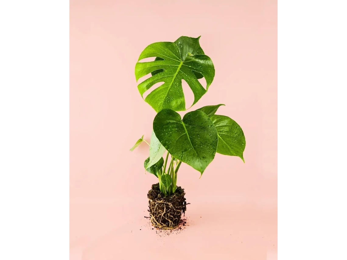 Monstera Deliciosa | Planta de queso suizo | Planta natural | Planta Pur