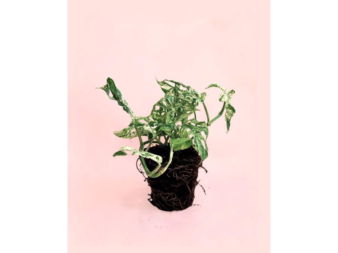 Monstera Pecas Congeladas | Planta Natural Premium de Interior | Pur Plant