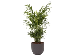 Planta Natural BIOMA PLANTS Chamaedorea Elegans c/Florero (Biodegradable, Caliza - Gris)