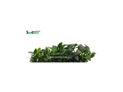 Anubias Nana Bonsai