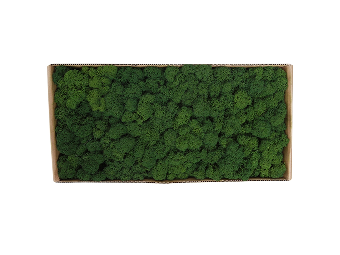 Musgo Natural Preservado Para Decoración De Paredes, Micropaisajes De Jardín, Arte Decorativo, Hogar.
