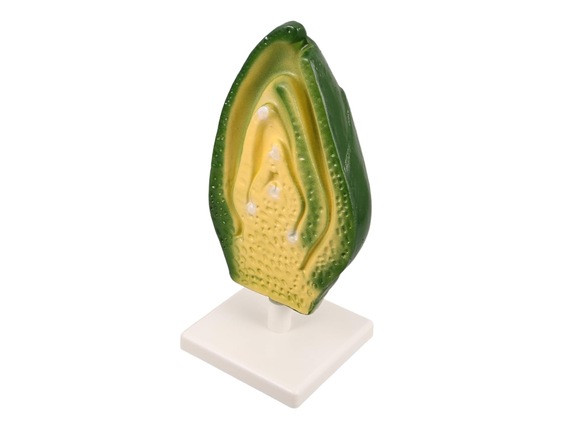 Modelo De La Estructura Embrionaria De Una Semilla Vegetal